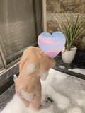 �����V�g��قނ� �ڍ�